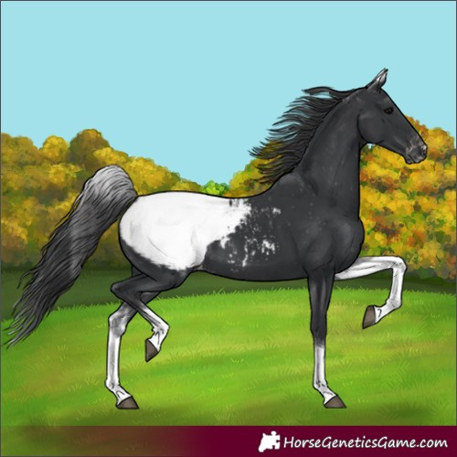 Horse Color:White Spotted Black Snowcap 