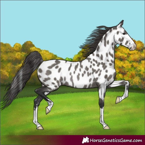 Horse Color:Grullo Near Leopard Rabicano 