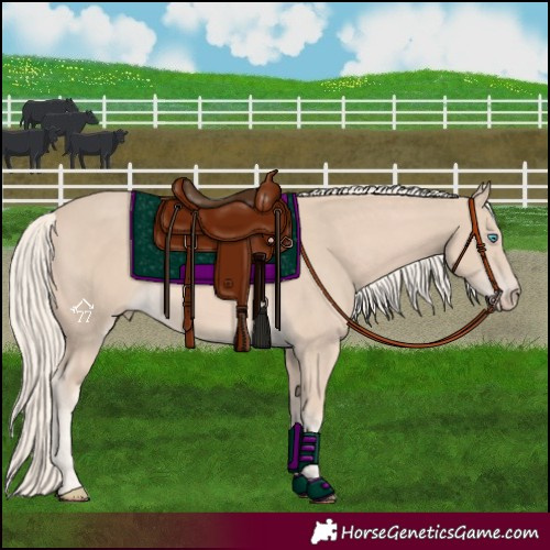 Horse Color:Cremello 