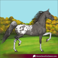 Horse Color:White Spotted Grullo Appaloosa Rabicano