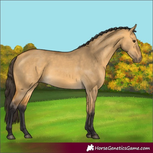 Horse Color:Buckskin Dun 