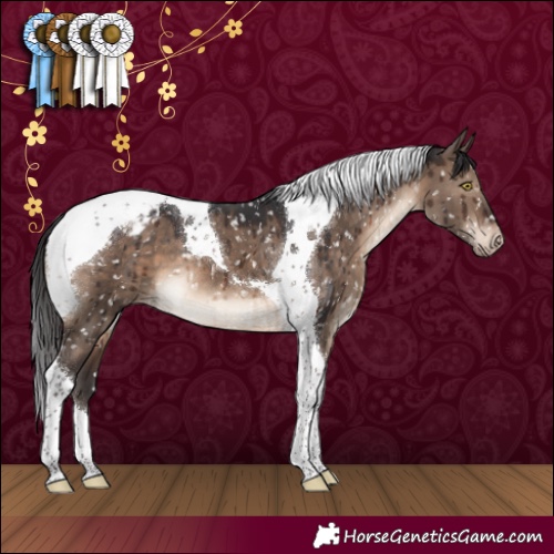 Horse Color:Brown Dun Tobiano Appaloosa Brindle 