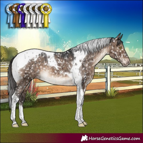 Horse Color:Brown Dun Tobiano Appaloosa Brindle 