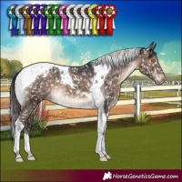 Horse Color:Brown Dun Tobiano Appaloosa Brindle