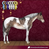 Horse Color:Brown Dun Tobiano Appaloosa Brindle 