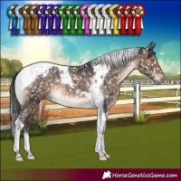 Horse Color:Brown Dun Tobiano Appaloosa Brindle 