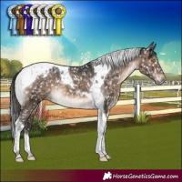 Horse Color:Brown Dun Tobiano Appaloosa Brindle 