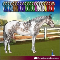 Horse Color:Brown Dun Tobiano Appaloosa Brindle 
