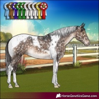 Horse Color:Brown Dun Tobiano Appaloosa Brindle 