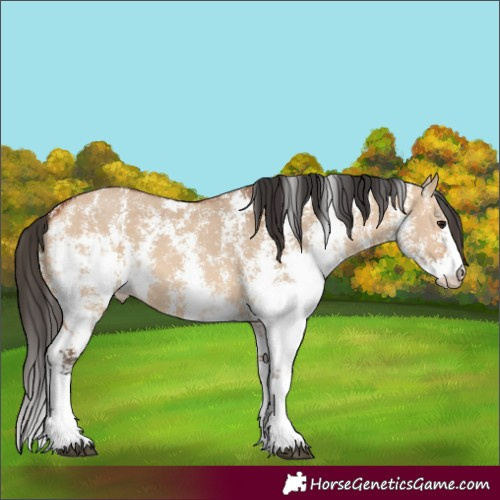 Horse Color:Bay Dun Sabino
