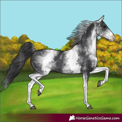 Horse Color:White Spotted Black 