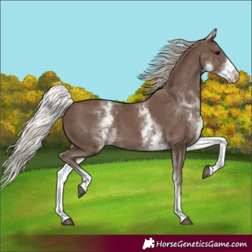 Horse Color:White Spotted Silver Black 