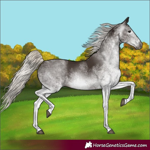 Horse Color:Gray White Spotted Silver Black