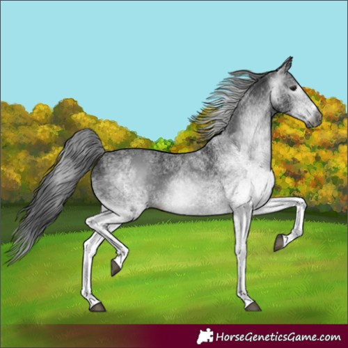 Horse Color:Gray White Spotted Black 
