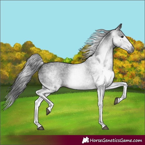 Horse Color:Gray White Spotted Black 