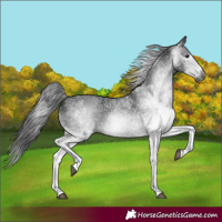 Horse Color:Gray White Spotted Black 