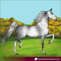 Horse Color:Gray White Spotted Black 