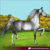 Horse Color:Gray White Spotted Black 