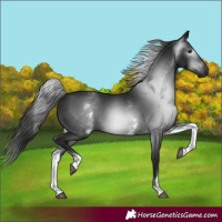Horse Color:Gray White Spotted Black 