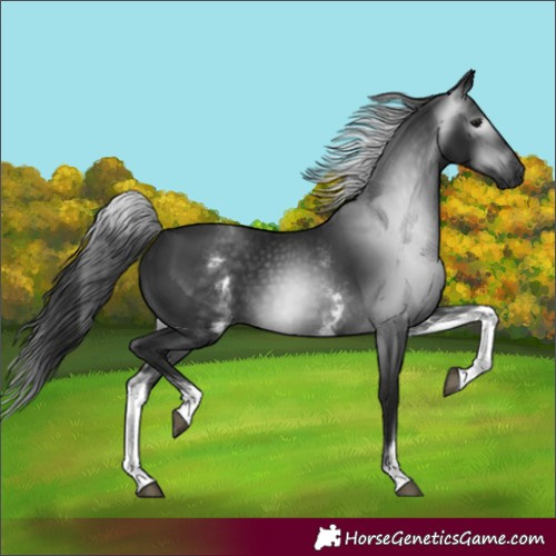 Horse Color:Gray White Spotted Black 