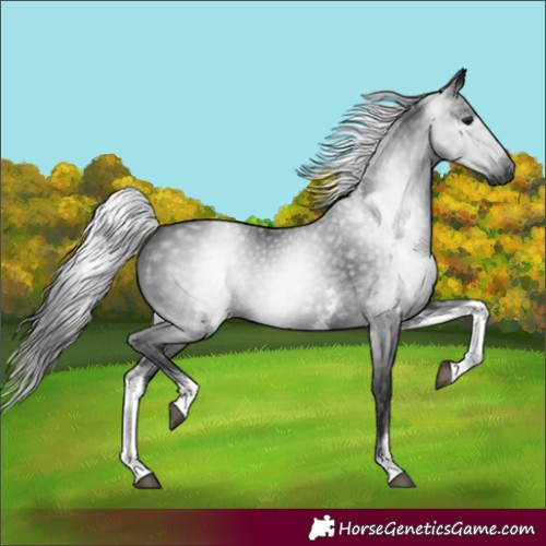 Horse Color:Gray White Spotted Black 