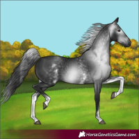 Horse Color:Gray White Spotted Black 