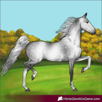 Horse Color:Gray White Spotted Black