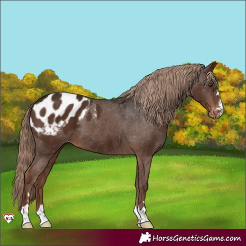 Horse Color:Liver Chestnut Appaloosa 