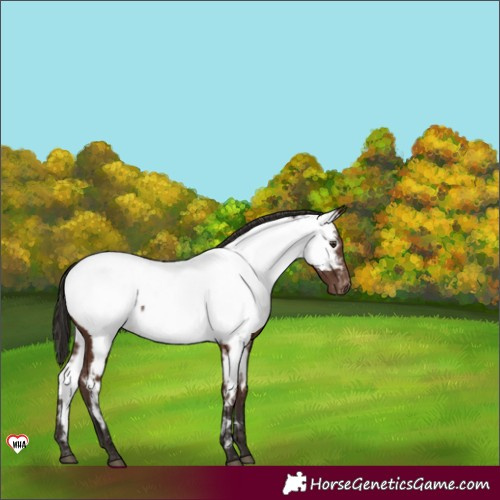 Horse Color:Liver Chestnut Appaloosa 
