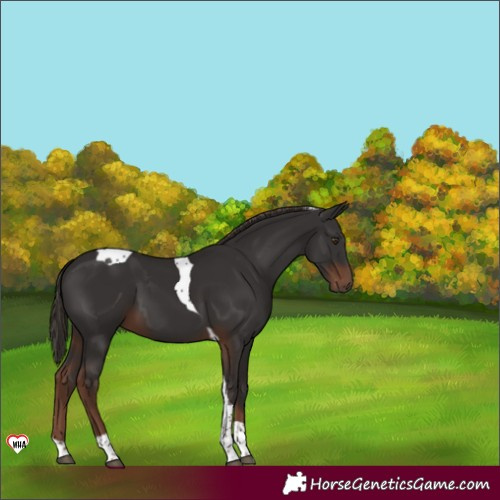 Horse Color:Liver Chestnut Tobiano 