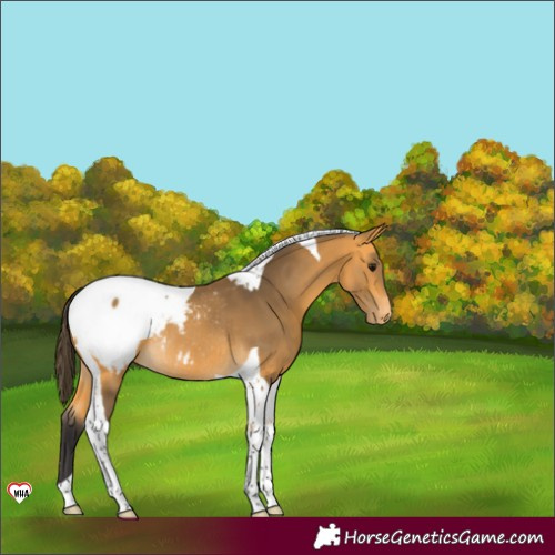 Horse Color:Buckskin Tobiano Snowcap Rabicano 