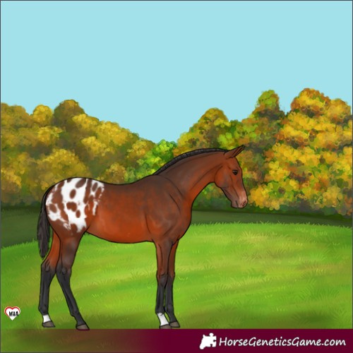 Horse Color:Bay Blanket 