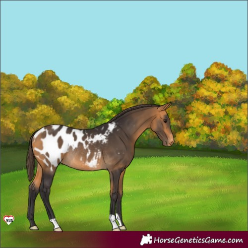 Horse Color:Buckskin Appaloosa Rabicano 