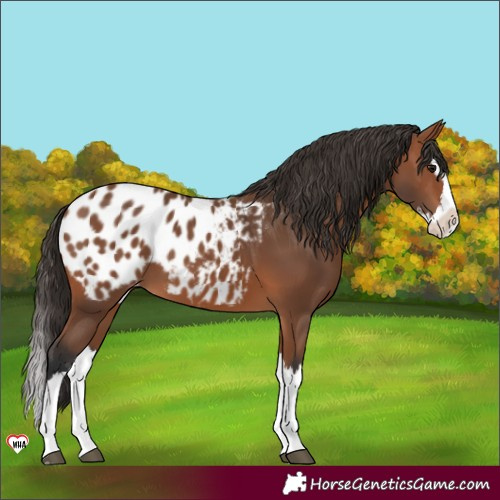 Horse Color:Bay Splash Appaloosa