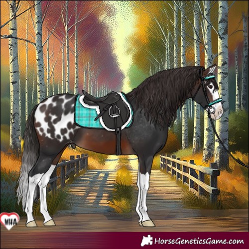 Horse Color:Brown Splash Appaloosa 