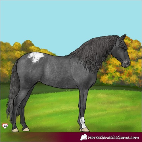 Horse Color:Black Appaloosa Rabicano 
