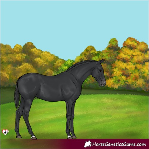 Horse Color:Black Appaloosa 