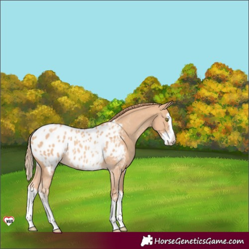 Horse Color:Gold Champagne Sabino Splash Appaloosa Rabicano 