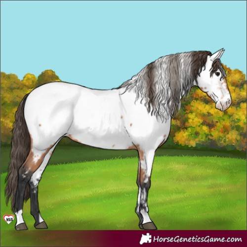 Horse Color:Bay Fewspot 