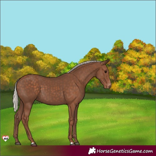 Horse Color:Silver Black Blanket 