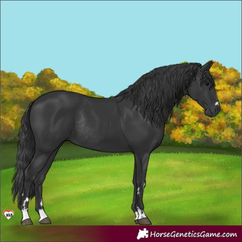 Horse Color:Black Rabicano 