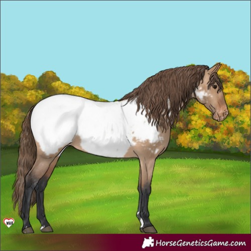 Horse Color:Bay Dun Near Fewspot Rabicano 