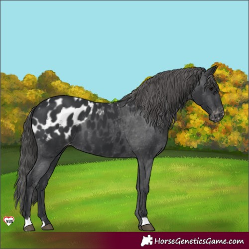 Horse Color:Black Appaloosa 