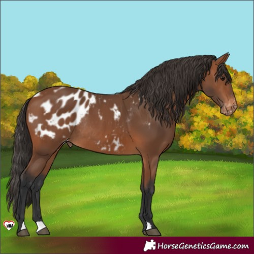 Horse Color:Bay Appaloosa Rabicano 