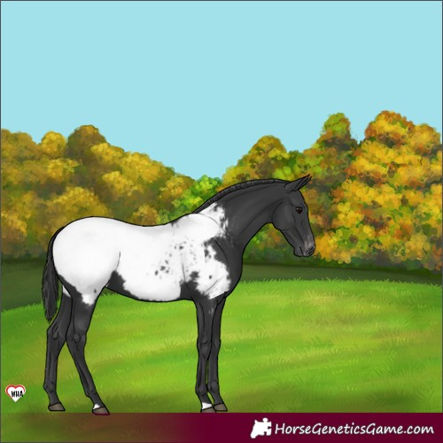 Horse Color:Black Near Fewspot 