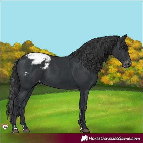 Horse Color:Black Varnish Rabicano 