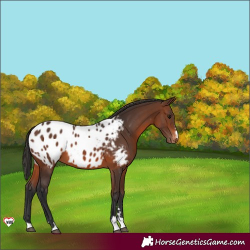 Horse Color:Brown Blanket 