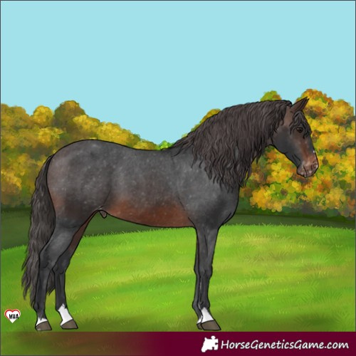 Horse Color:Brown Appaloosa 