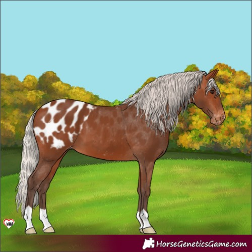Horse Color:Silver Brown Appaloosa 