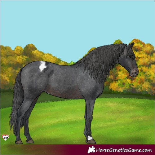 Horse Color:Brown Appaloosa 